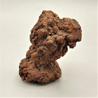 Coprolite Specimen