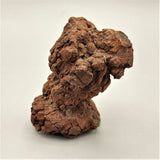 Coprolite Specimen