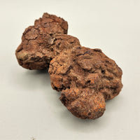 Coprolite Specimen