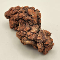 Coprolite Specimen