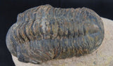 Genuine Moroccan Trilobite