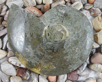 Madagascar Ammonite Fossil