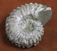 Ammonite Fossil from Morocco