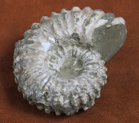 Ammonite Fossil from Morocco