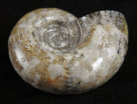 Ammonite Fossil from Morocco