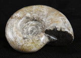 Ammonite Fossil from Morocco