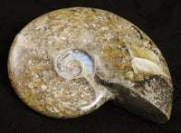 Ammonite Fossil from Morocco