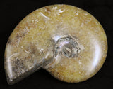 Ammonite Fossil from Morocco