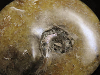 Ammonite Fossil from Morocco