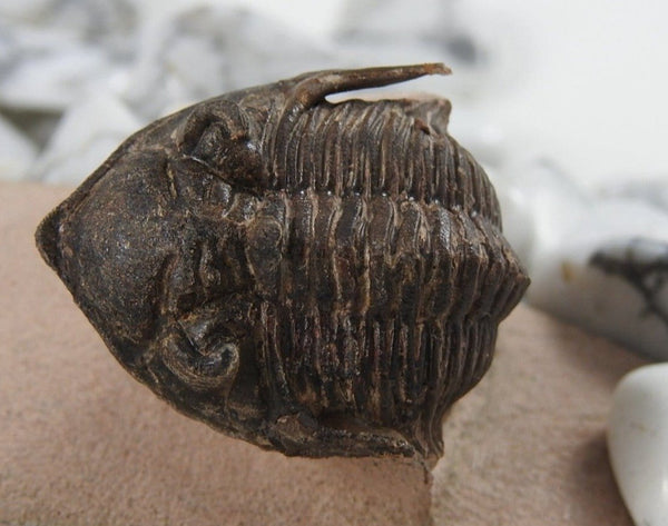 Trilobite Fossil