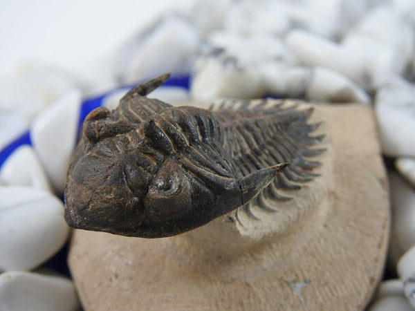 Rare Trilobite Fossil