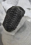 Trilobite back view