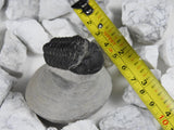 trilobite measured