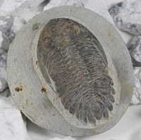 Genuine Moroccan Trilobite Fossil