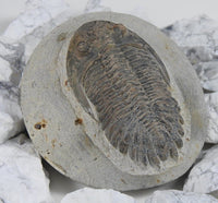 Genuine Moroccan Trilobite Fossil