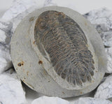 Genuine Moroccan Trilobite Fossil