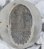 Genuine Moroccan Trilobite Fossil