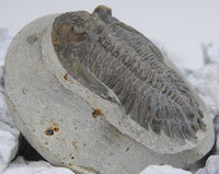 Genuine Moroccan Trilobite Fossil