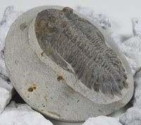 Genuine Moroccan Trilobite Fossil