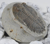 Genuine Moroccan Trilobite Fossil