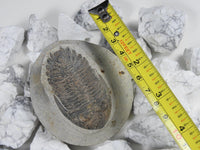 Genuine Moroccan Trilobite Fossil