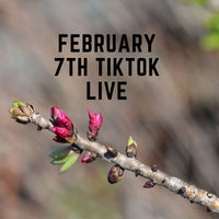 Lasvibes February 7th TikTok Live 2023