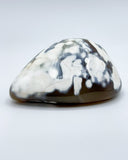 Freeform Polished Orca Agate Specimen