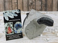 Morocops and Hollardops Trilobites