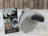 Morocops and Hollardops Trilobites