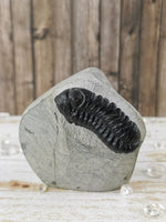 Morocops and Hollardops Trilobites