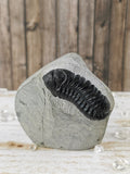 Morocops and Hollardops Trilobites