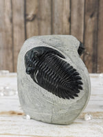 Morocops and Hollardops Trilobites