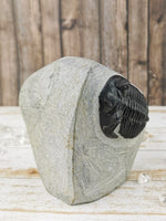 Morocops and Hollardops Trilobites