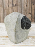 Morocops and Hollardops Trilobites