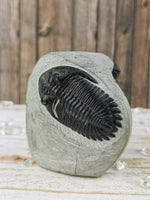 Morocops and Hollardops Trilobites