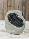 Morocops and Hollardops Trilobites