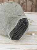 Morocops and Hollardops Trilobites