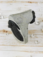 Morocops and Hollardops Trilobites