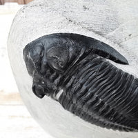 Morocops and Hollardops Trilobites