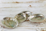 Abalone Shell