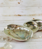 Abalone Shell