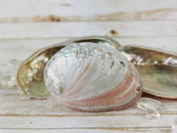 Abalone Shell