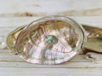 Abalone Shell