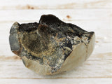 Septarian Nodule