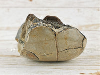 Septarian Nodule