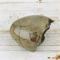 Septarian Nodule