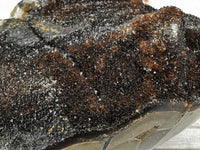 Septarian Nodule