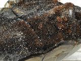 Septarian Nodule