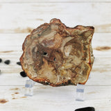 Petrified Wood