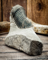 Genuine Trilobite Fossil in Matrix, 180g